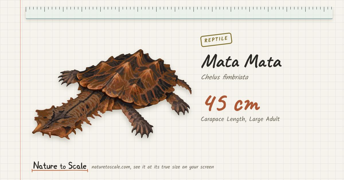 How Big Is A Mata Mata? See It At Actual Size (45 cm)